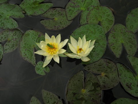 Wallis Creek Water Garden - Accommodation Coffs Harbour 1