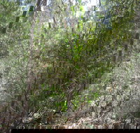 Wangaratta Common Nature Conservation Reserve - Accommodation Coffs Harbour