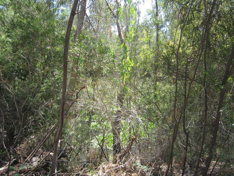 Wangaratta Common Nature Conservation Reserve - Accommodation Coffs Harbour 0