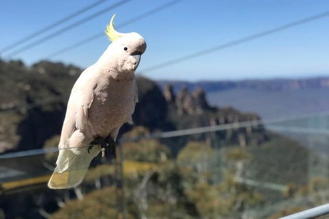 Blue Mountains Supreme Day Tour - Accommodation Coffs Harbour 8