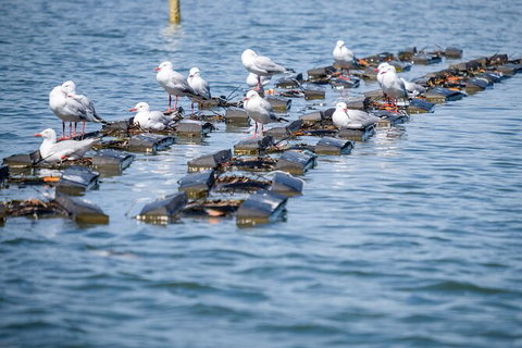 Catch A Crab Tour With Optional Seafood Lunch - Accommodation Coffs Harbour 2