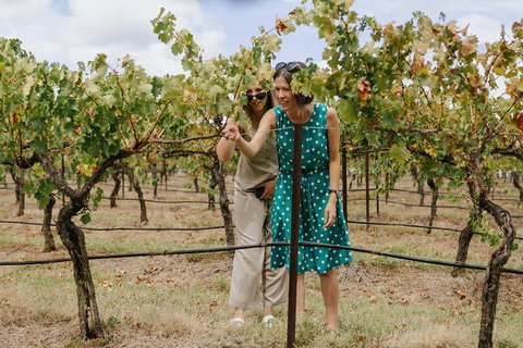 Lovedale & North Pokolbin, Hunter Valley Hop-On And Hop-off Bus Tour - Accommodation Coffs Harbour 4