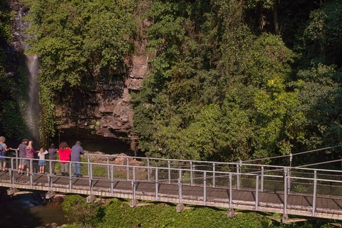 Rainforest & Waterfall Experience - Accommodation Coffs Harbour 4