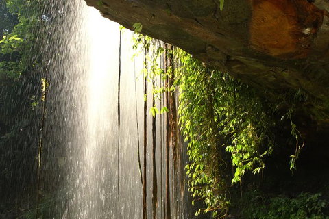 Rainforest & Waterfall Experience - Accommodation Coffs Harbour 9