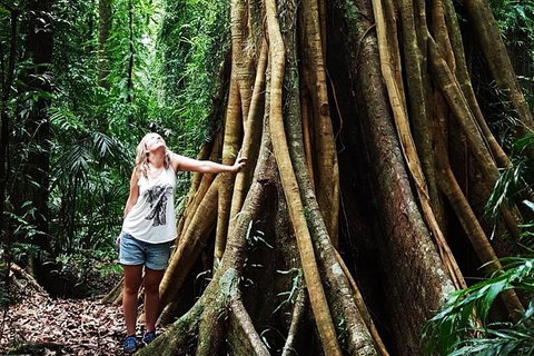 Rainforest & Waterfall Experience - Accommodation Coffs Harbour 3