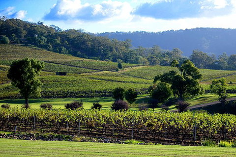 Ivanhoe Wines: Trip Advisor Seated Wine Tasting Masterclass - Accommodation Coffs Harbour 4