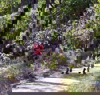 Forest Path Crooked Brook - Accommodation Coffs Harbour