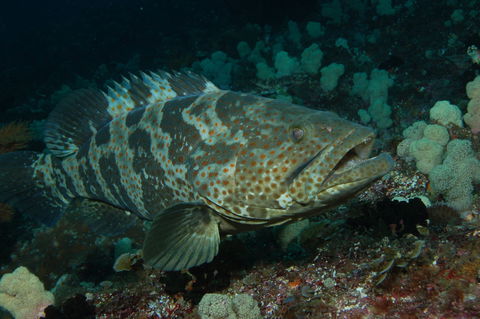 Wolf Rock Dive Site - Accommodation Coffs Harbour 1