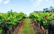 Tintilla Estate: Wine Tasting With A Meat And Cheese Platter - thumb 0