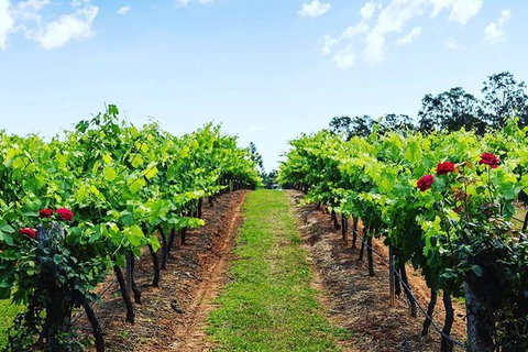 Tintilla Estate: Wine Tasting With A Meat And Cheese Platter - Accommodation Coffs Harbour 0