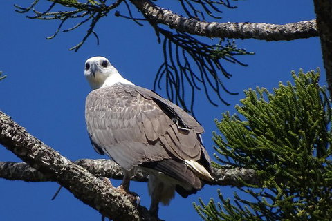Byron Bay Rainforest Eco-Cruise - Accommodation Coffs Harbour 2