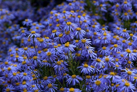 Blue Mountains Botanic Garden And Bilpin Tour From Katoomba With Cider Tasting - Accommodation Coffs Harbour 3