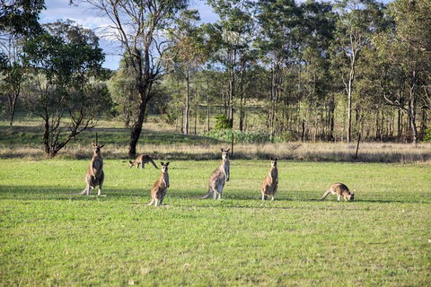 Private Full-Day Wine Tour In Hunter Valley - Accommodation Coffs Harbour 2