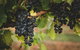 Hideaway Private Tours Hunter Valley - thumb 9