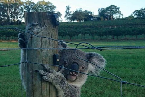 The Secret Vines Experience Port Macquarie - Accommodation Coffs Harbour 1