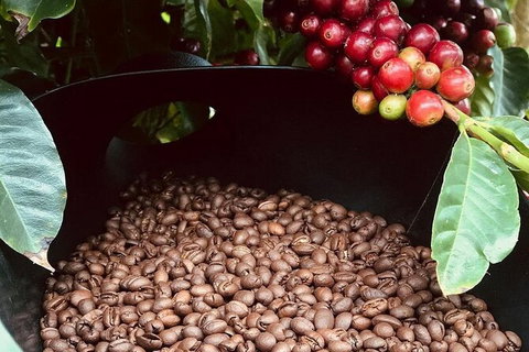 Coffee Farm Tour And Workshop, Byron Bay Hinterland - Accommodation Coffs Harbour 1