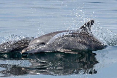 Julian Rocks Byron Bay Cruise - Accommodation Coffs Harbour 1