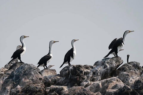 Julian Rocks Byron Bay Cruise - Accommodation Coffs Harbour 10