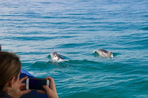 Julian Rocks Byron Bay Cruise - Accommodation Coffs Harbour 9