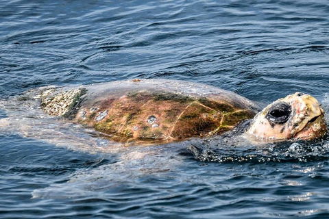 Julian Rocks Byron Bay Cruise - Accommodation Coffs Harbour 16