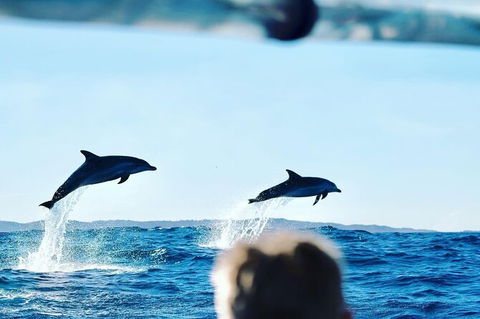 Julian Rocks Byron Bay Cruise - Accommodation Coffs Harbour 18