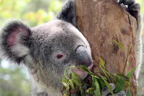 Private 10-hour Tour To Blue Mountains From Sydney - Hotel Pick Up & Drop Off - Accommodation Coffs Harbour 2