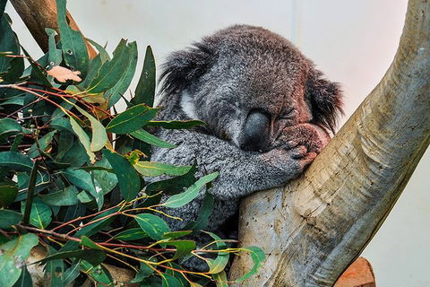 Blue Mountains Highlights, Wildlife Park And Scenic World Full Day Private Tour - Accommodation Coffs Harbour 1