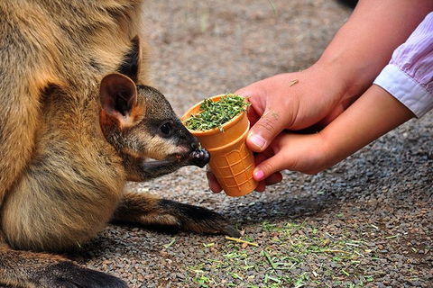 Blue Mountains Highlights, Wildlife Park And Scenic World Full Day Private Tour - Accommodation Coffs Harbour 3