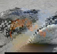 Jumping Crocodile Day Trip from Darwin - Accommodation Coffs Harbour