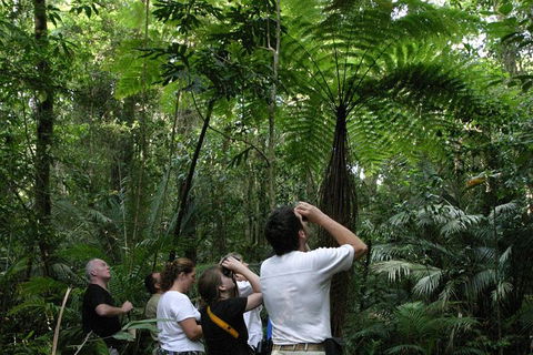 Atherton Tablelands Rain Forest By Night From Cairns - Accommodation Coffs Harbour 6