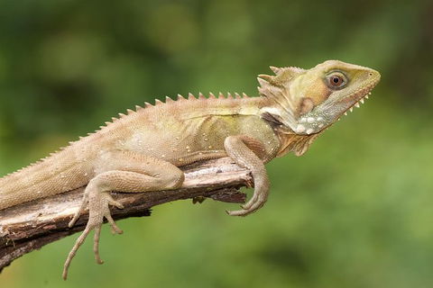 Atherton Tablelands Rain Forest By Night From Cairns - Accommodation Coffs Harbour 10