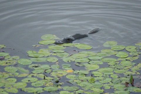 Atherton Tablelands Rain Forest By Night From Cairns - Accommodation Coffs Harbour 5