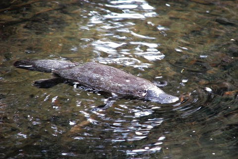 Atherton Tablelands Rain Forest By Night From Cairns - Accommodation Coffs Harbour 7