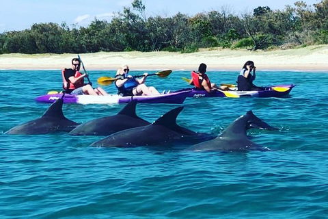 Half Day Dolphin Kayaking And Snorkeling Tour - Accommodation Coffs Harbour 1