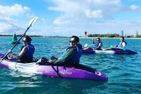 Half Day Dolphin Kayaking And Snorkeling Tour - Accommodation Coffs Harbour 5