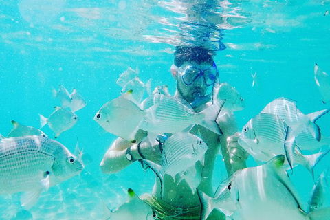 Half Day Dolphin Kayaking And Snorkeling Tour - Accommodation Coffs Harbour 3