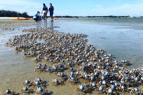 Half Day Dolphin Kayaking And Snorkeling Tour - Accommodation Coffs Harbour 10