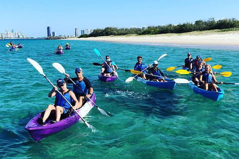 Half Day Dolphin Kayaking And Snorkeling Tour - Accommodation Coffs Harbour 11