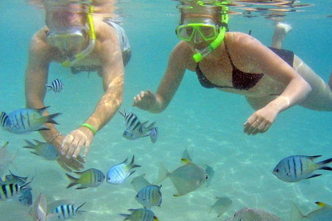 Half Day Dolphin Kayaking And Snorkeling Tour - Accommodation Coffs Harbour 4