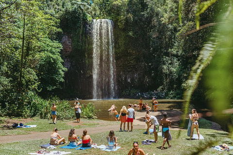 Atherton Tablelands Waterfalls And Rainforest Day Tour Departing Cairns - Accommodation Coffs Harbour 4