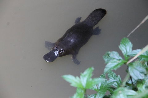 Atherton Tablelands Waterfalls And Rainforest Day Tour Departing Cairns - Accommodation Coffs Harbour 7