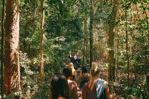 Atherton Tablelands Waterfalls And Rainforest Day Tour Departing Cairns - Accommodation Coffs Harbour 10