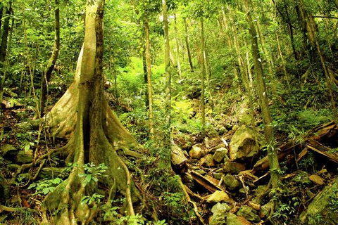 Cairns 4WD Waterfall And Rainforest Tour Including Kuranda Scenic Railway - Accommodation Coffs Harbour 8