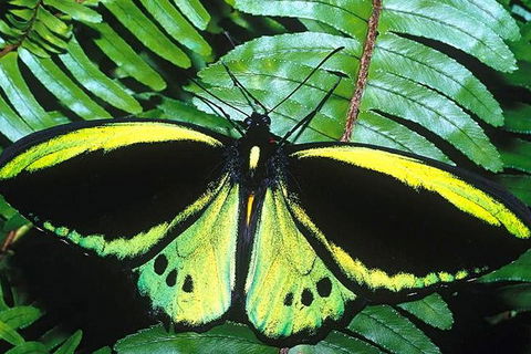 Cairns 4WD Waterfall And Rainforest Tour Including Kuranda Scenic Railway - Accommodation Coffs Harbour 1