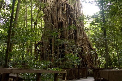 Cairns 4WD Waterfall And Rainforest Tour Including Kuranda Scenic Railway - Accommodation Coffs Harbour 5