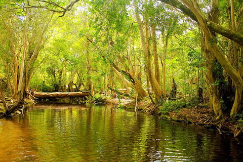 Cairns 4WD Waterfall And Rainforest Tour Including Kuranda Scenic Railway - Accommodation Coffs Harbour 9