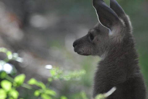 3-Day Family Outback Explorer Tour Of Cunnamulla - Accommodation Coffs Harbour 1