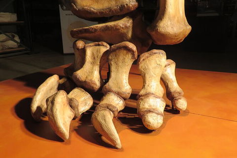 Australian Dinosaur Giants Tour - Accommodation Coffs Harbour 3