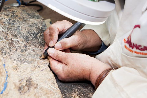 Australian Dinosaur Giants Tour - Accommodation Coffs Harbour 2