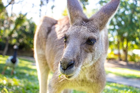 Virtual Interactive Australian Wildlife Tour With Private Guide-Wildlife Habitat - Accommodation Coffs Harbour 6